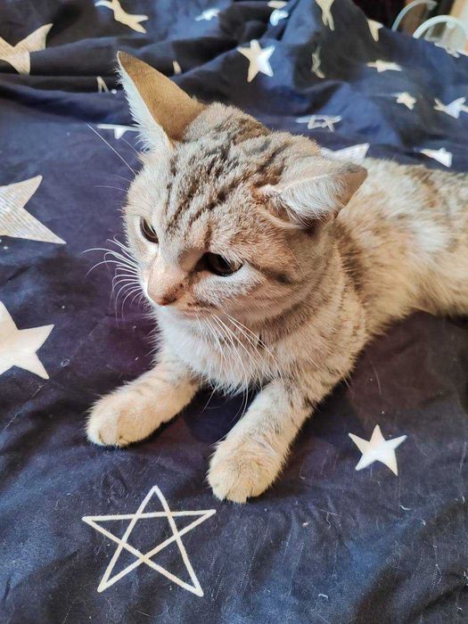 Очаровательная Смоки ищет новый дом