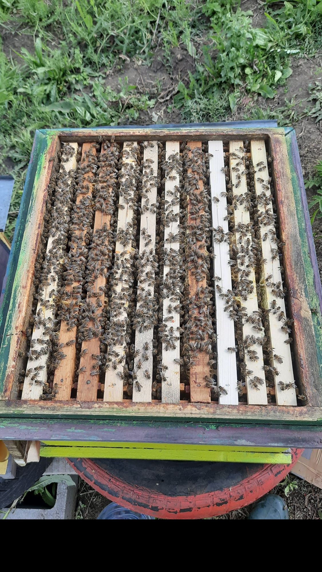 Vand albine, familii puternice, fara lada. Beehive Sell bees