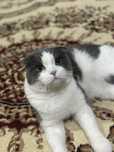 scottish fold sotiladi