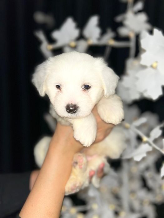 Bichon Maltez mini Toy
