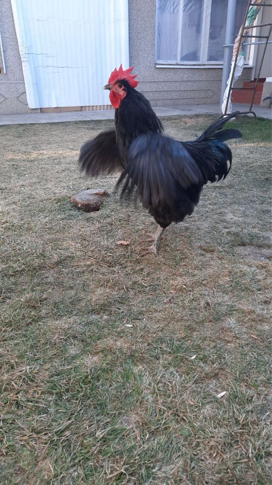 Qora shahzoda horozlari