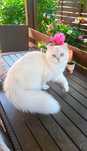 British longhair alb cu ochii albastri