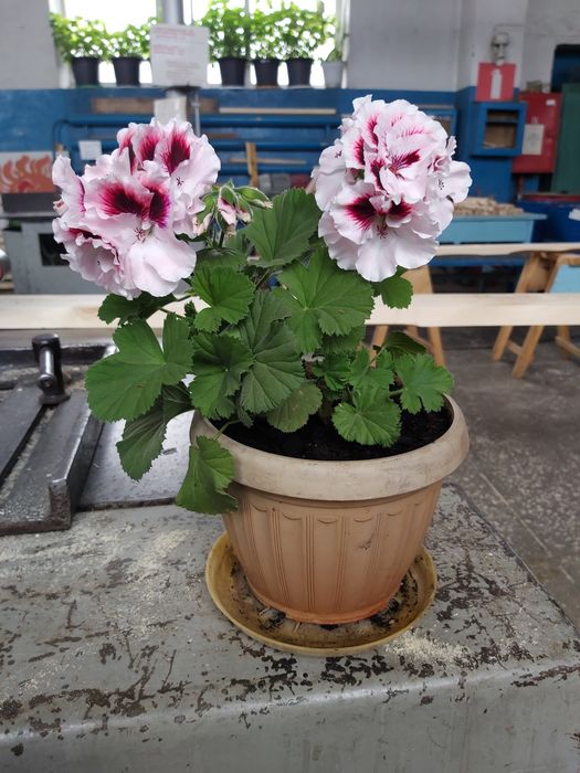 Продам комнатные цветы