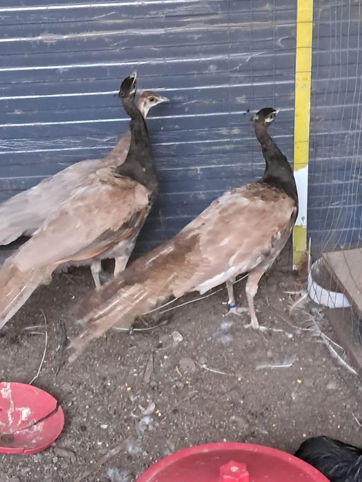 Vând Păuni Bronzcrem