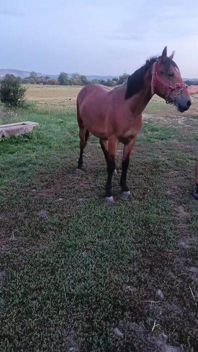 De vănzare două iepe