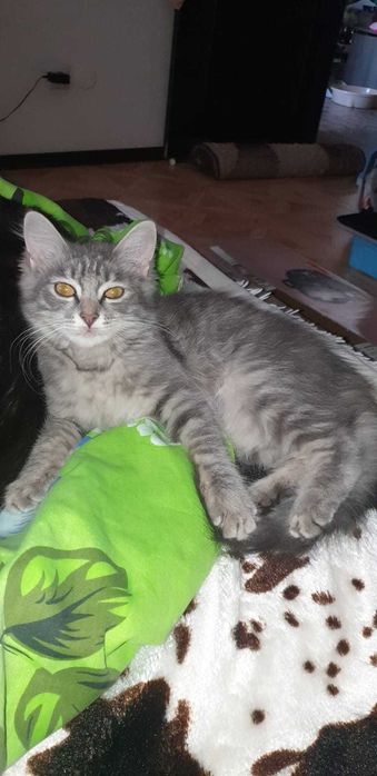 Отдам кошечку в добрые руки