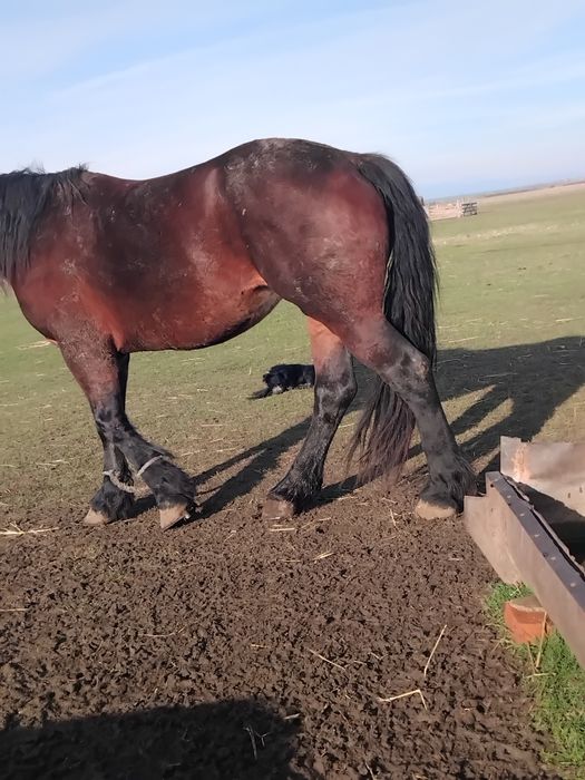 Vând iapă de 5 ani