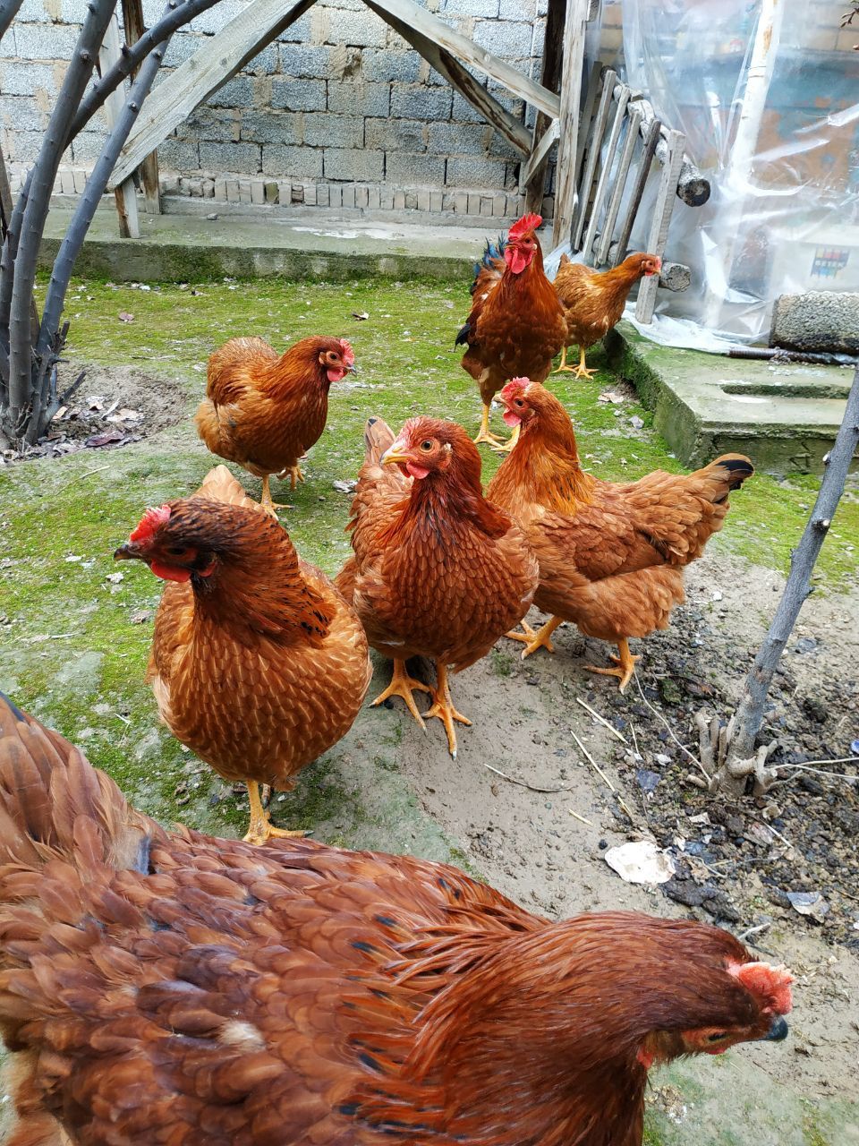Xanxayp tuxumlari sotiladi