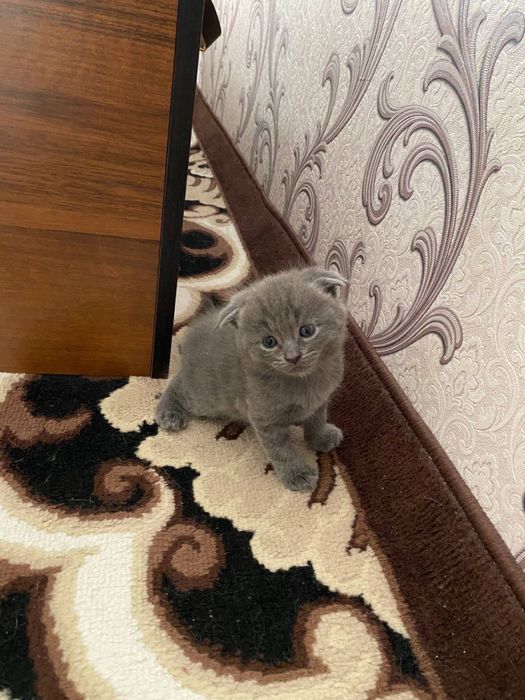 Проаются чистокровные котята