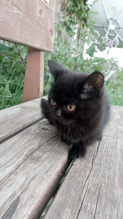 Продам котят Шотланские прямоухие