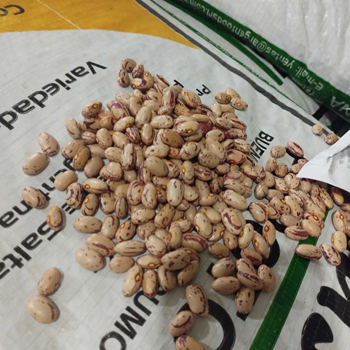 Fasole pestriță Argentina