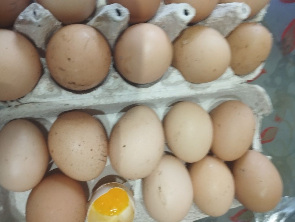 Vând ouă bio de la găinile proprii,hrănite doar cu grâu ,porumb,iarbă