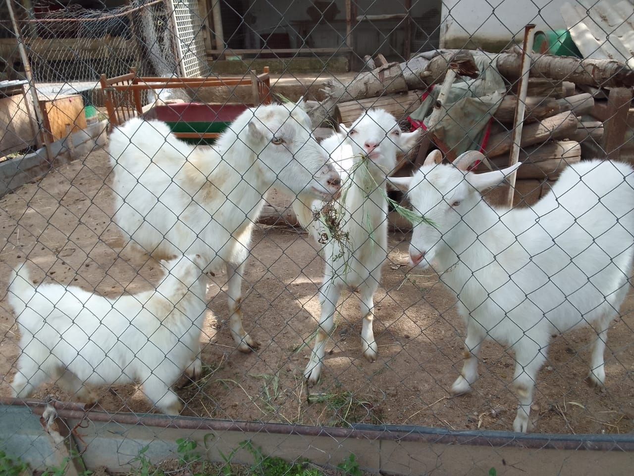 козы порода лама