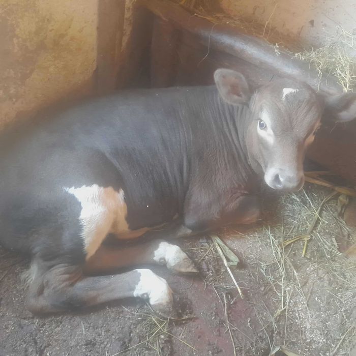 VAND vitel de 2,5 luni