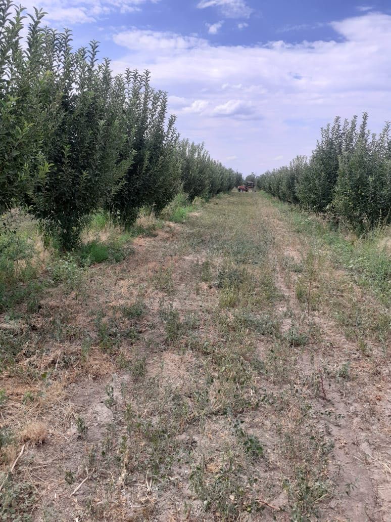 Продам сад и ферму с площадью 5,40 га° в пригороде Алматы с яблонями!