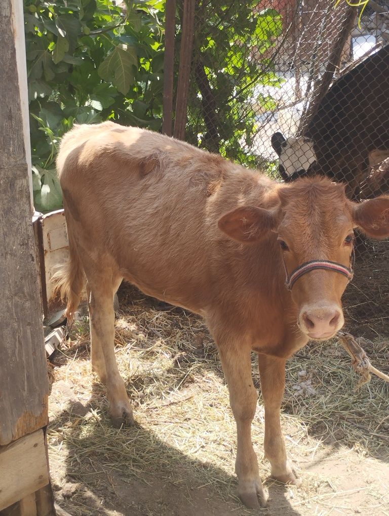 5 oylik ğunojin sotiladi eston paroda