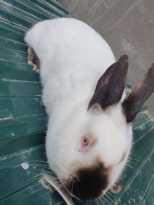 Kaliforniya quyonlar/ калифорнийские кролики