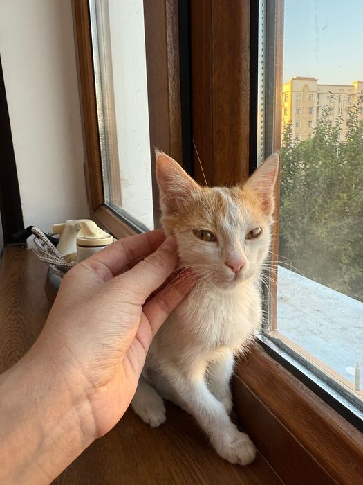 Отдам котёнка в добрые руки!