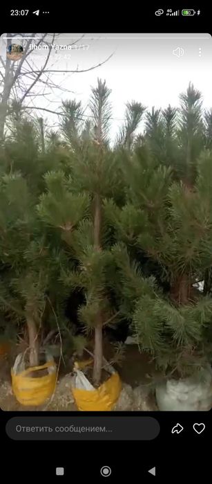 Archa kitob va marjavennik sotiladi
