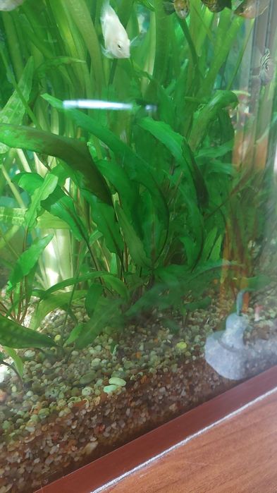 Аквариумные растения