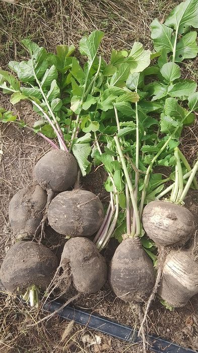 Продам чёрную редьку