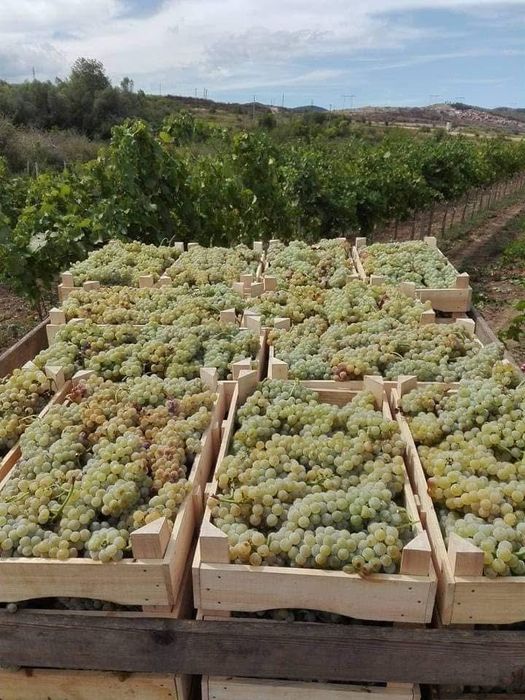 Продавам  грозде  собствено  производство