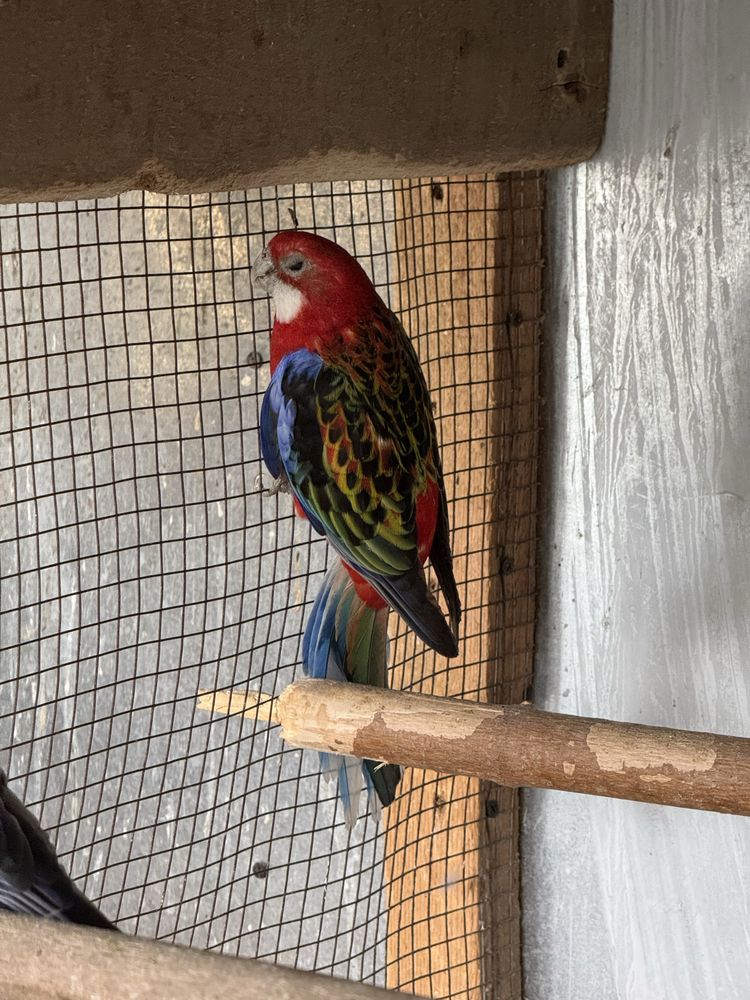 Pereche matura reproducatoare de papagali rosella rubin