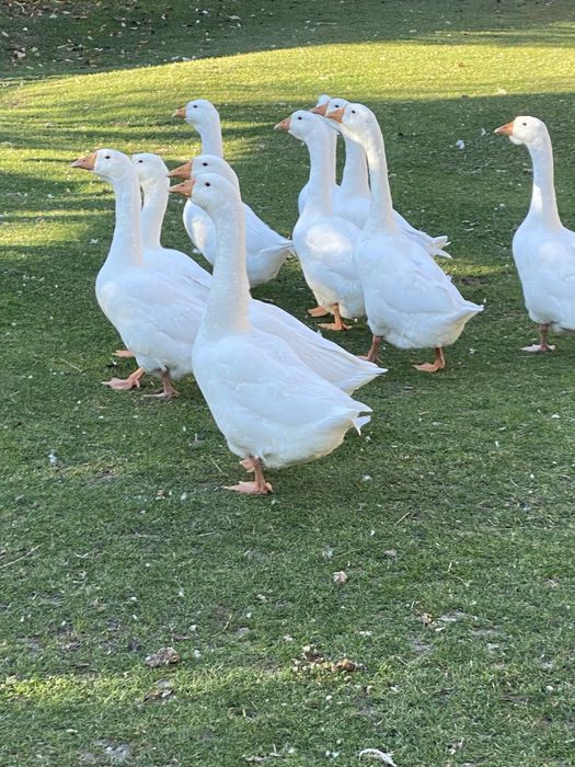 Vand gaste de anul acesta