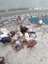 Vând găini araucana