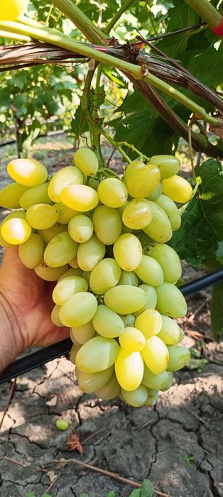 Preobrajenie vita de vie