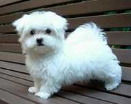Bichon maltez     .