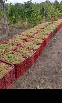 struguri de vin mai multe detalii la tel sunați pentru