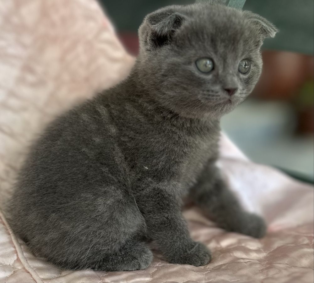 Котенок скотиш фолд мальчик