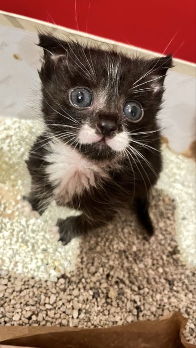 pisica adoptie   baietel are  6 saptamani