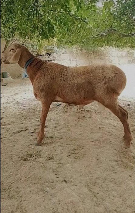 8 айлык козы кошкар  Линиясы бар мощный кошкар  Атакты Брабустын толы