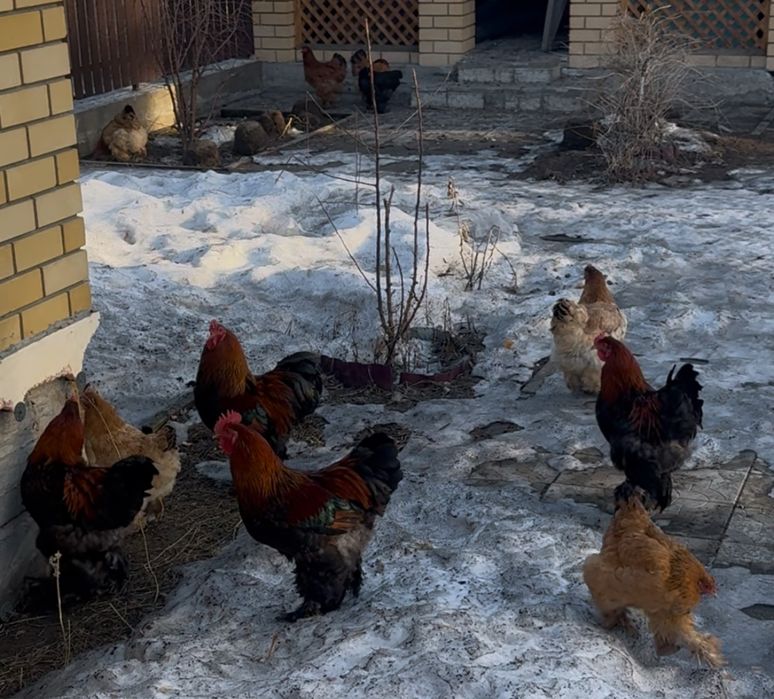 Продам петухов Брама лохматые 11 месяцев