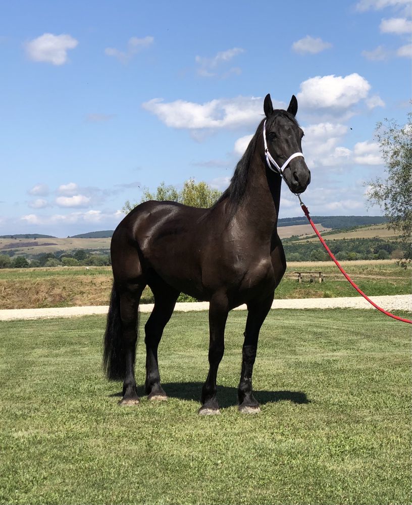 Iapă Friesian iapa Frizian călărie