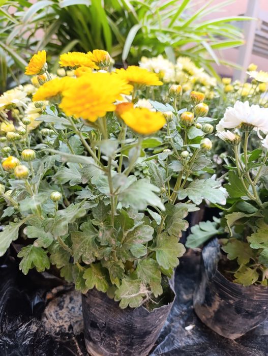 Гул совғага учун.  Цветы