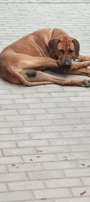 Adoptie Rhodesian Ridgeback