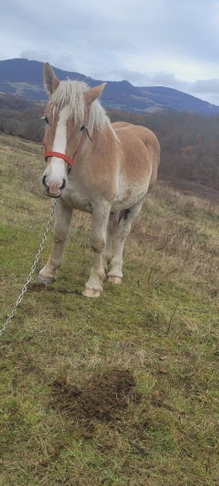 Manz 1.5 de vânzare