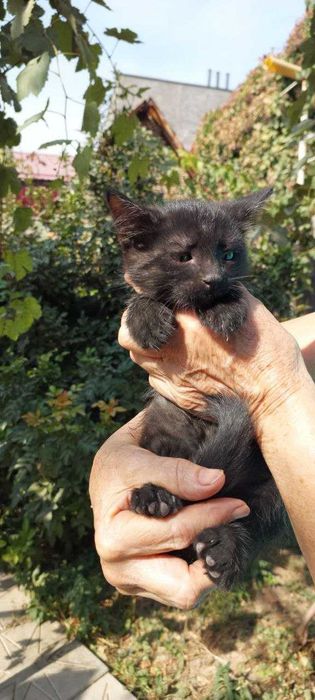 Отдадим в добрые руки котят