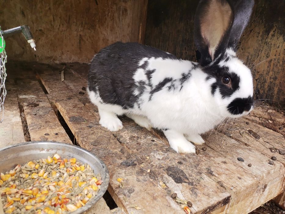 Vand iepuri tineri si iepuroaice pentru reproductie