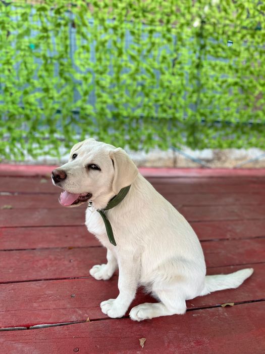 Лабрадор чистокровная девочка