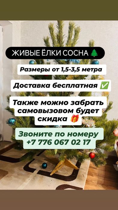 Живые ёлки сосна