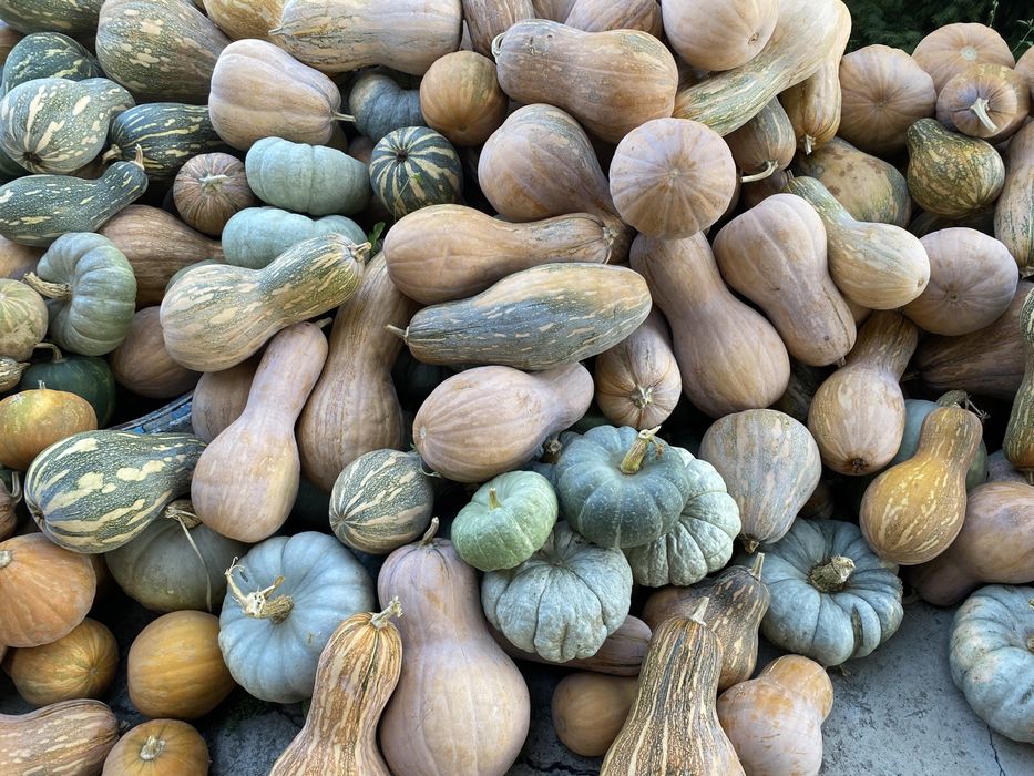 Продам тыкву домашнюю