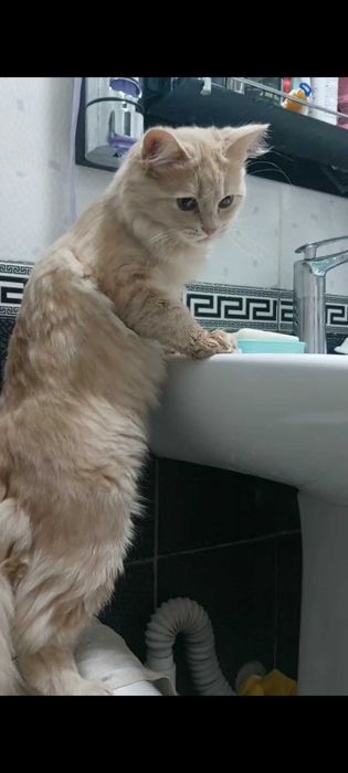 Хайленд страйт 1 год сделаны всё уколы  характер  спокойная девочка