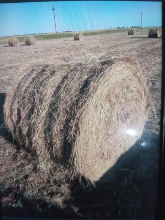Рулон сено продам