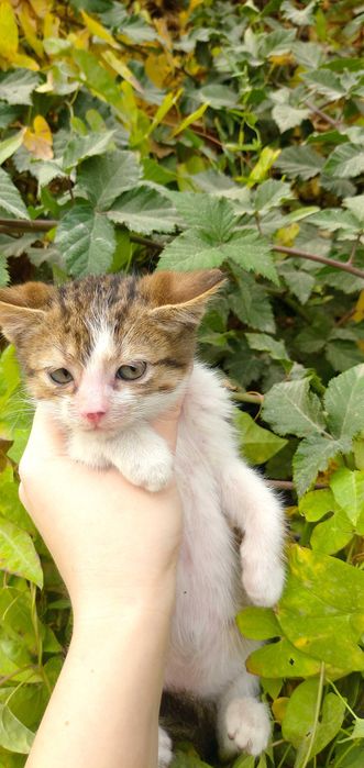 Отдам котёнка в добрые руки — мальчик, ласковый и игривый!