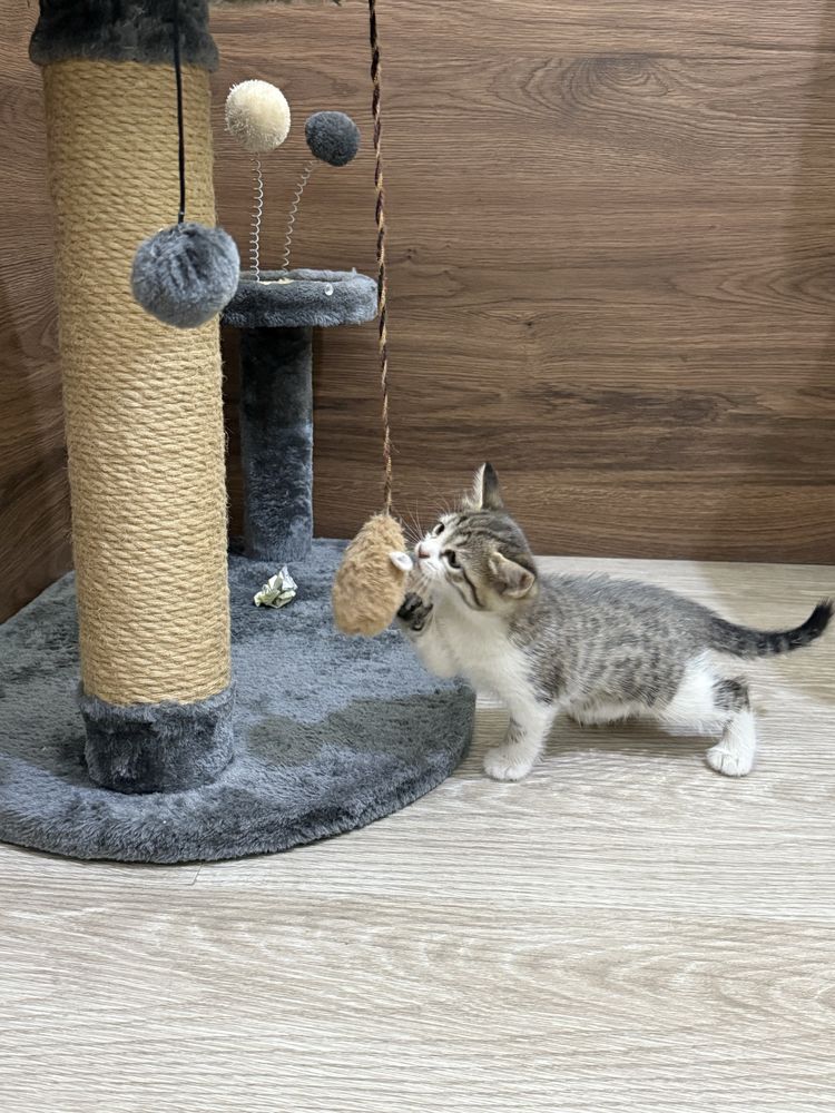 Пристраиваю котят