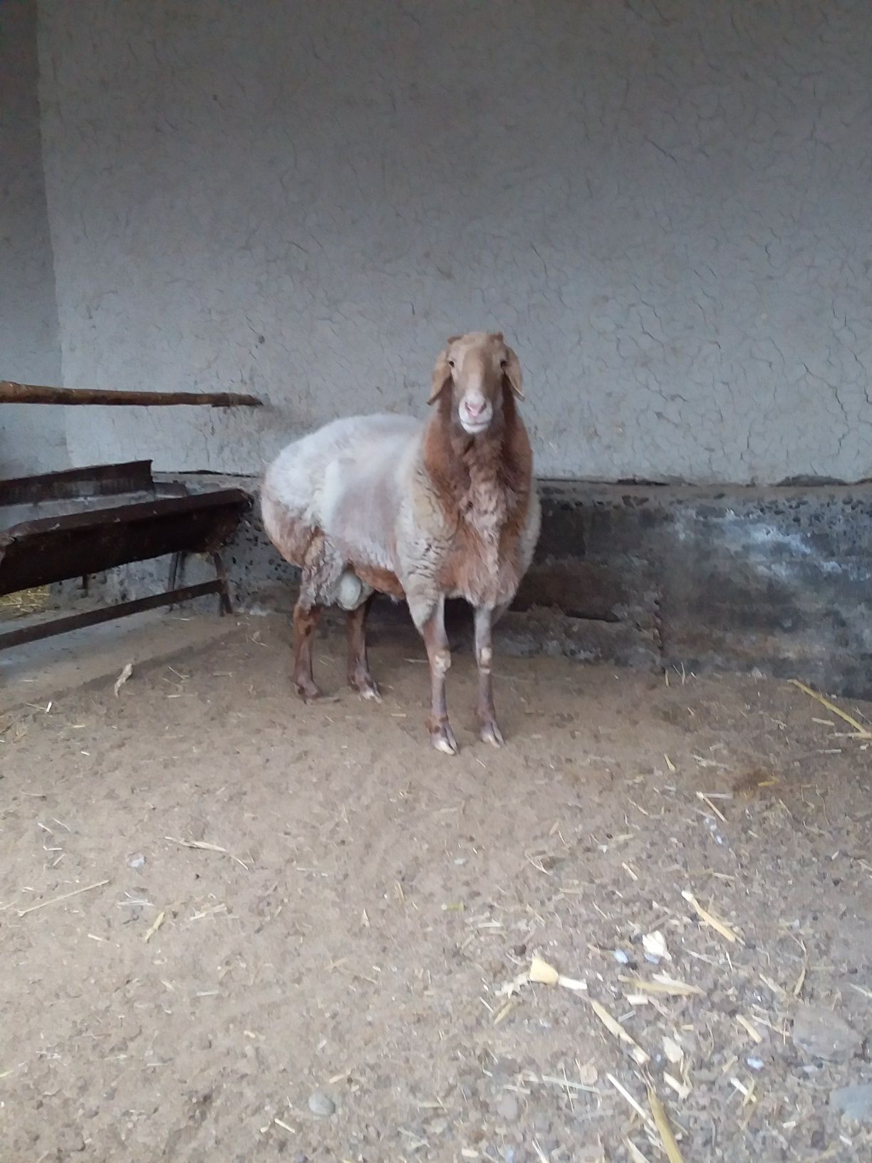 Qo‘chqor sotiladi zoti:Arashan Edilbay